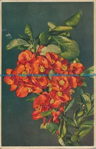 R025621 Cydonia Japonica. Japanische Quittenblüte. Stehli. Nr 195. 1941