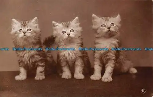 R101339 Katzen. Valentines X. L. Serie. RP. 1913