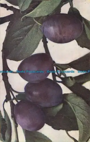 R634327 Prunus Domestica Grossblattrige Haus Zwetsche. Rommler und Jonas. Ser. F