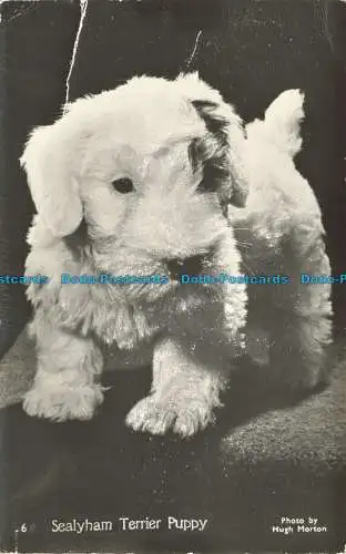 R634347 Sealyham Terrier Welpe. Maurer. Hugh Morton. RP