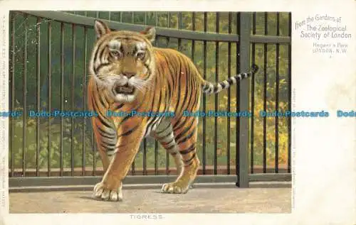 R636489 Tigress. Aus den Gärten der Zoologischen Gesellschaft von London. H. A. J.