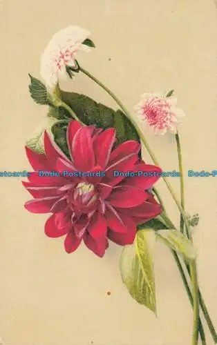 R636775 Blumen. N. Z. C. Serie. 272