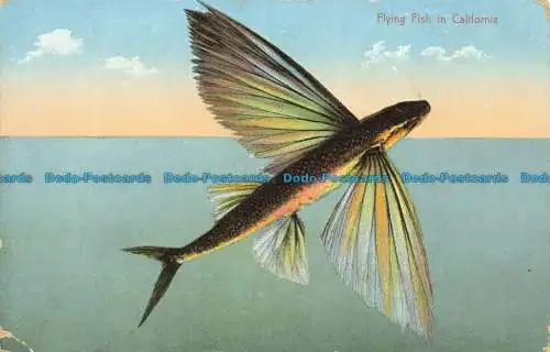 R638643 Flying Fish in Kalifornien. George O. Restall. Seriennr. Ca. 15