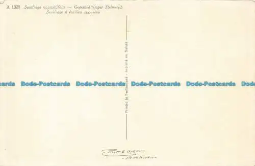 R638752 Gegenblatteriger Steinbrech. E. Gyger