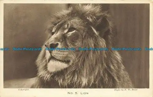 R640214 Lion. The Gardens of the Zoological Society of London. Nr. 5. F. W. Bond