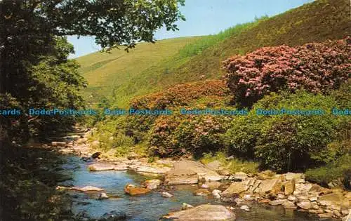 R156608 Rhododendren im Doone Valley. 1963