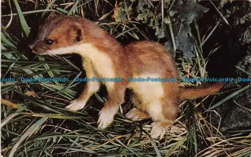 R156218 Stoat. Lachs