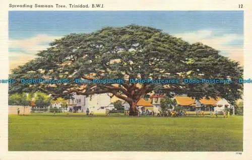 R156682 Samabaum ausbreiten. Trinidad. B.W.I. Tichnor