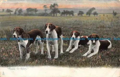 R157216 Ready for Sport. Hunde. stecken. 1904