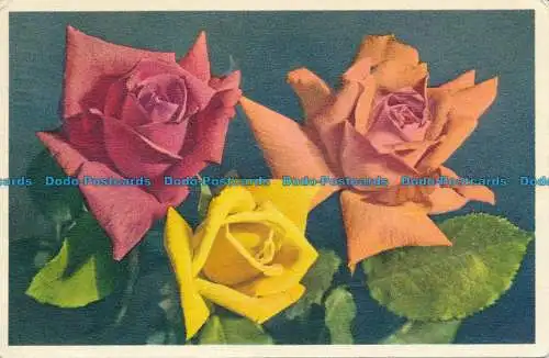 R157824 Rosen. Stehli. Nr 682. 1957