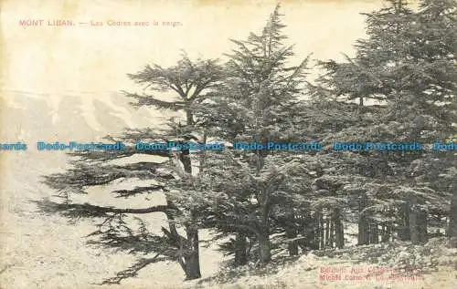 R661229 Mont Liban. Les Cedres avec la Neige. Michel Corm