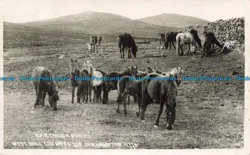 R661921 Dartmoor Ponys. West Mill Tor. Chapman. RP. 1954