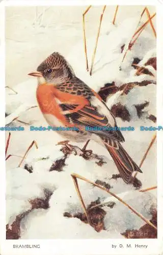 R664501 Brambling. Valentinstag. D. M. Henry Bird Serie