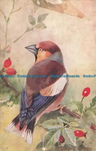 R664544 Hawfinch. R.S. Serie