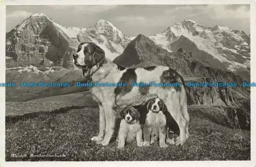 R662370 Alpidyll. Bernhardinerhunde. E. Goetz