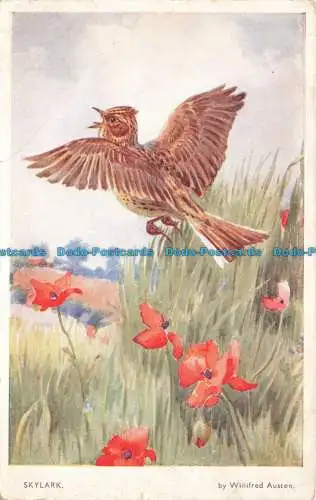 R663422 Skylark. Valentinstag. Serie Nature. Winifred Austen