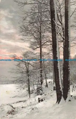 R663438 Winter. Blick in den Wald. Photochromie