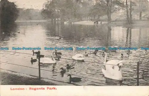 R666220 London. Regents Park. Serie E. F. A. London. 522. 1904