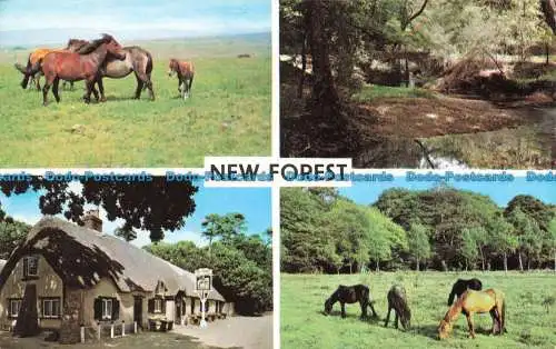 R664179 New Forest. New Forest Ponys. 1967. Multi View