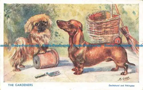 R665634 Die Gärtner. Dackel und Pekingese. J. Salmon. M. Gear. 1953