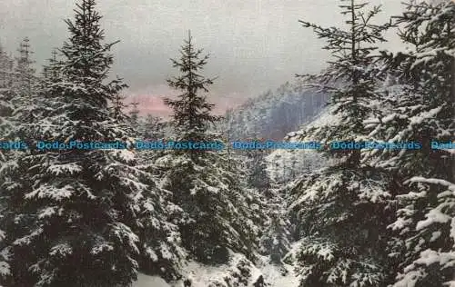 R667186 Winterszene. Wald. Photochromie