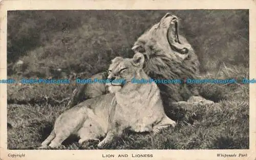 R665008 Whipsnade Park. Löwe und Löwin. The Zoological Society of London. 1953