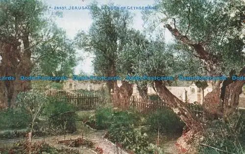 R664403 Jerusalem. Garten von Gethsemane. Das Photochrom. Celesque Serie