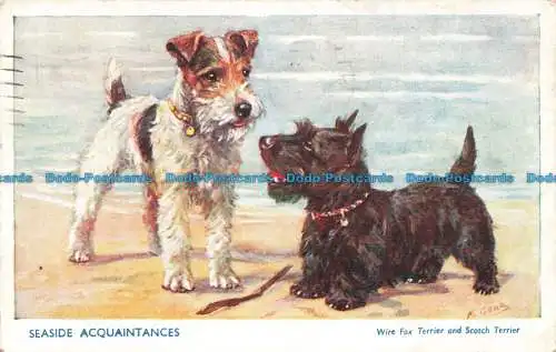 R667809 Bekannte am Meer. Draht Foxterrier und Scotch Terrier. J. Salmon. 1