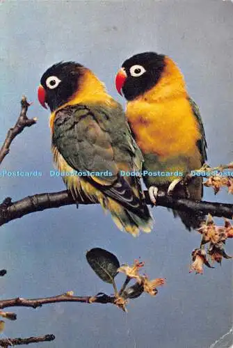 D024363 Love Birds. Dr. S. D. Jouhar. F. R. P. S. Dixon. 1962