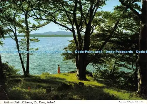 D024891 Muckross Park. Killarney. Co. Kerry. Irland. Joan Willis. Hinde. 1970