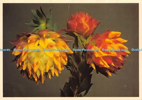 D027854 Liparia Splendens. Bergdahlie. Geelkoppie. Arthur English