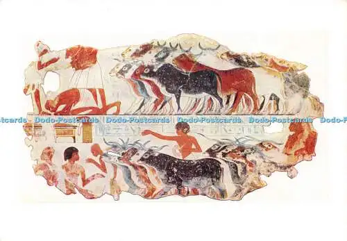 D027926 The British Museum. Inspektion der zu Nebamen a Scri gehörenden Rinder