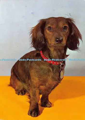 D025175 Hund. Anco. 1972. Postkarte