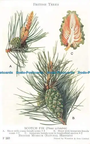 R663685 British Trees. Schottische Tanne. British Museum. Naturgeschichte. Waterlow