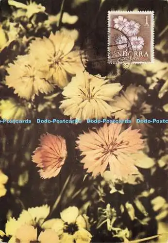 D155700 Dianthus Caryophyllus