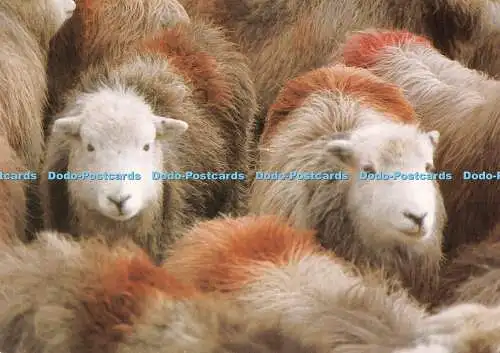 D025650 Die Rasse Herdwick ist mit ziemlicher Sicherheit im Lake District heimisch.