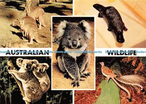 D026526 Australian Wildlife. BAC 1. Nucolorvue. Multi View