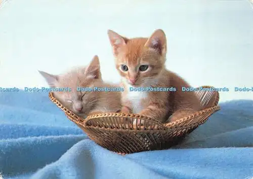 D030686 Katzen. Kätzchen. Lachs