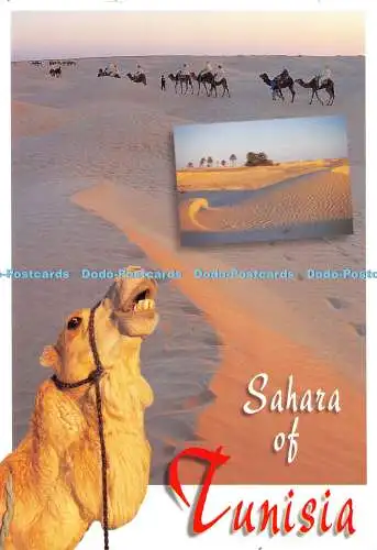 D028349 Sahara Tunesien. Colorama. Multi View