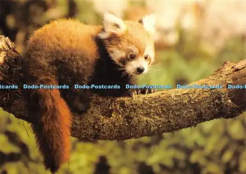 D030763 Roter Panda im Marwell Zoological Park. Winchester. Hampshire. Beric Tempe