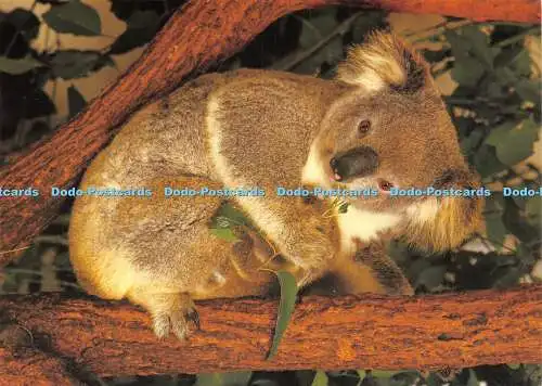 D026677 Sydney. New South Wales. Australien. Lally der Koala. Koala Park. David M