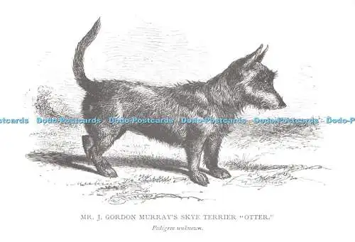 D026879 Mr. J. Gordon Murrays Skye Terrier. Otter. Stammbaum unbekannt. The Dog Lov