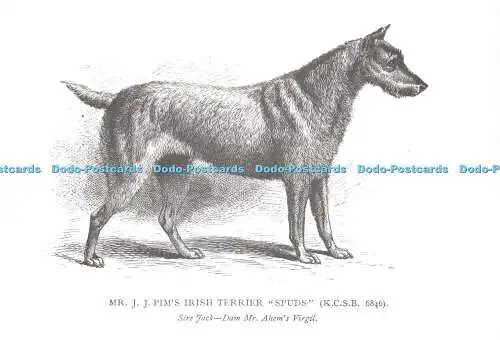 D026880 Mr. J. J. Pims Irish Terrier. Spuds. Vater Jack Dam Mr. Ahems Virgil. Die