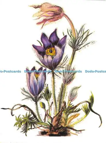 D026894 Berg Kuchenschelle. M. Lippmann Pawlowski Die schönsten Alpenblumen. Pin