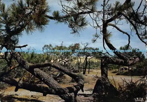 D027266 Foret des Bords de lAtlantique. Les pins tordus. Mexichrom. Theojac. 19