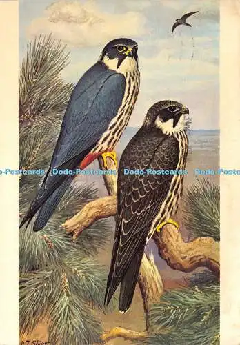 D027398 Helfen Sie mit, die Greifvögel zu retten. Hobby. Dixon. 1972