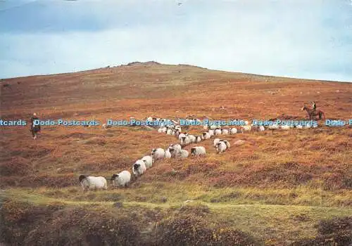 D030225 Schafe auf Dartmoor aufrunden. Devon. Dixon. 1977