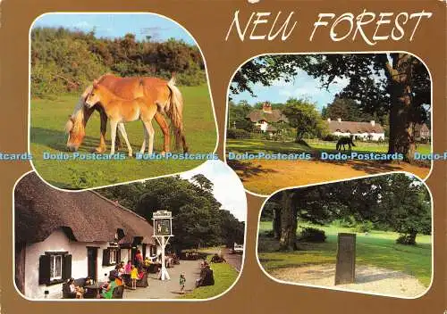 D030431 New Forest. Hinde. 1990. Multi View