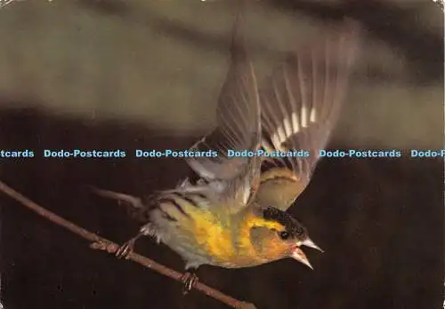 D030514 Set Nr. 5. Bekannte britische Vögel. Siskin. Carduelis spinus. Frank V. Bl