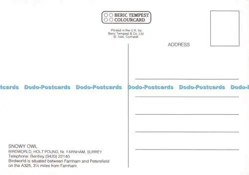 D032228 Surrey. Holt Pound. Nr. Farnham. Vogelwelt. Schneeeule. Beric Tempest